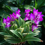 Load image into Gallery viewer, Dendrobium kingianum (variegated)