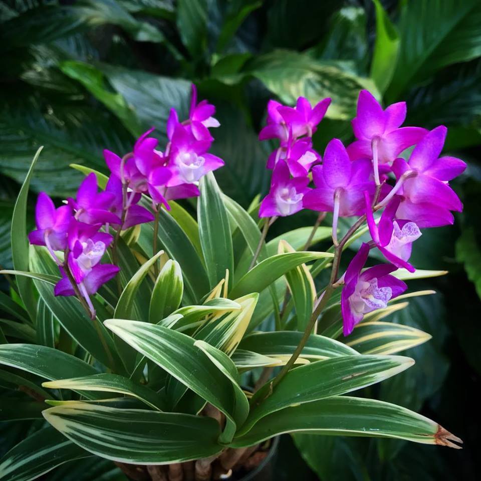 Dendrobium kingianum (variegated)