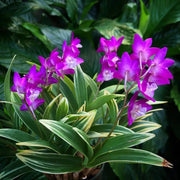 Dendrobium kingianum (variegated)