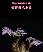 Carica l'immagine nel visualizzatore Galleria, Dendrobium laterale