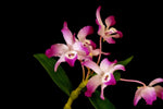 Carica l'immagine nel visualizzatore Galleria, Dendrobium linawianum