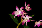 Dendrobium linawianum