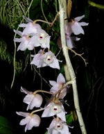 Load image into Gallery viewer, Dendrobium linguella
