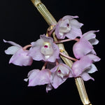 Load image into Gallery viewer, Dendrobium linguella
