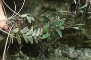 Dendrobium linguiforme