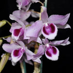 Carica l&#39;immagine nel visualizzatore Galleria, Dendrobium Little Sweet Scent &#39;SW&#39; (D. parishii x D. anosmum)
