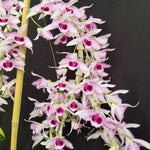 Carica l&#39;immagine nel visualizzatore Galleria, Dendrobium Little Sweet Scent &#39;SW&#39; (D. parishii x D. anosmum)
