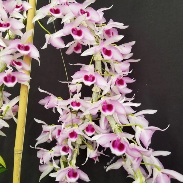 Dendrobium Little Sweet Scent 'SW' (D. parishii x D. anosmum)