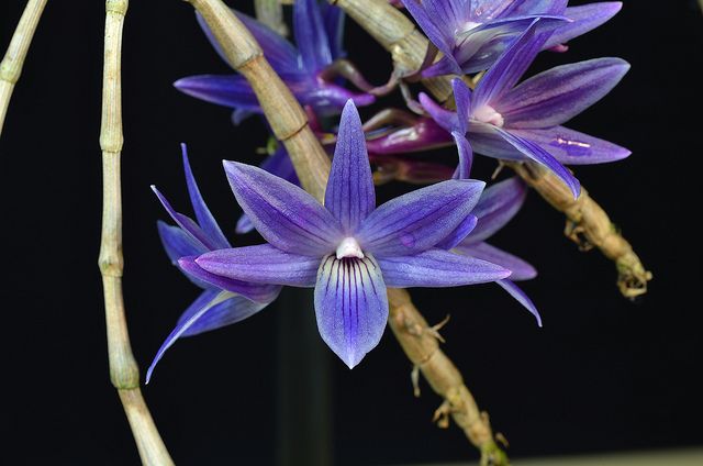 Dendrobium Mingle's Sapphire (victoria-reginae x gonzalesii)