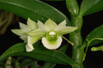 Carica l'immagine nel visualizzatore Galleria, Dendrobium oligophyllum