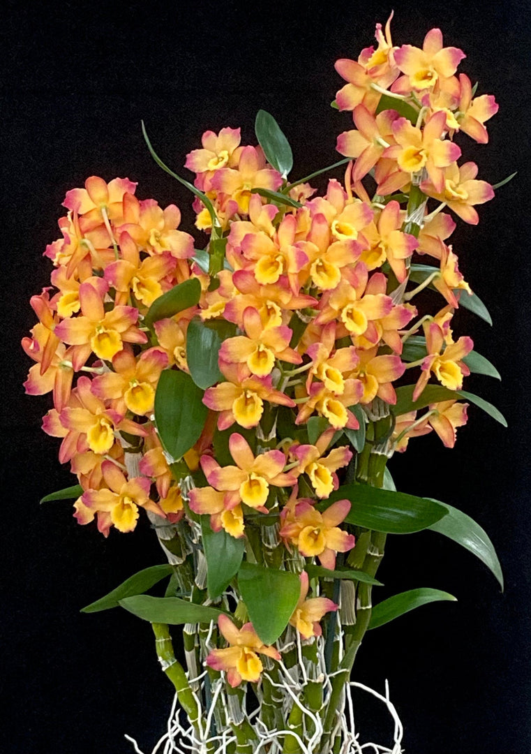 Dendrobium Oriental Smile