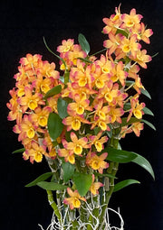 Dendrobium Oriental Smile