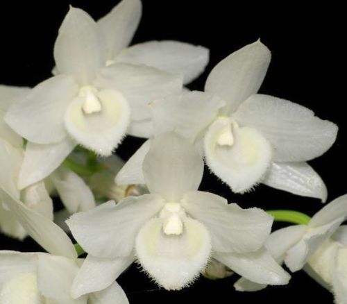 Dendrobium parishii f. alba
