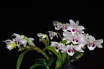 Load image into Gallery viewer, Dendrobium parishii f. coerulea