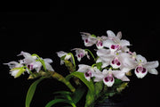 Dendrobium parishii f. coerulea