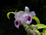Load image into Gallery viewer, Dendrobium parishii f. coerulea