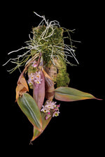 Load image into Gallery viewer, Dendrobium pseudolamellatum