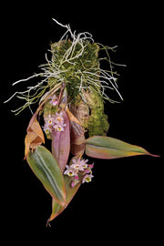 Dendrobium pseudolamellatum