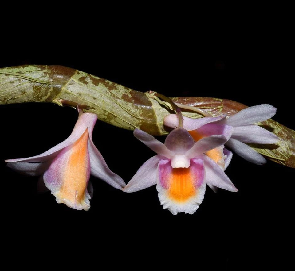 Dendrobium pseudolamellatum