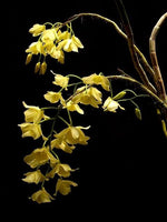 Load image into Gallery viewer, Dendrobium pulchellum var. sunrise