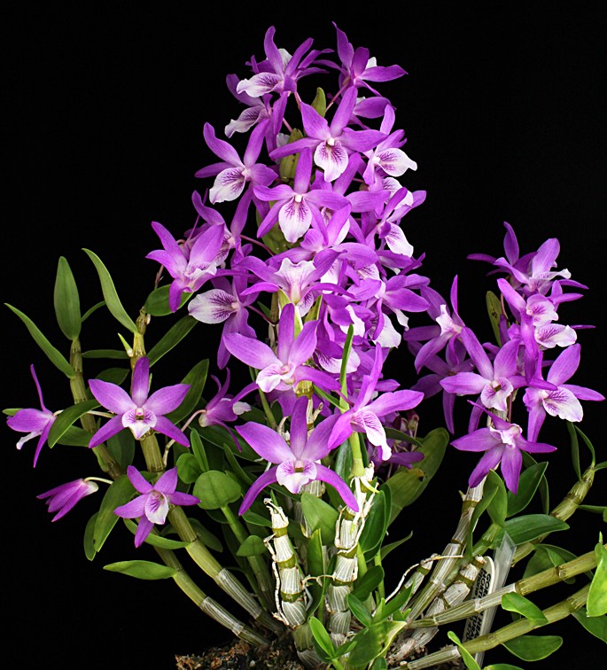 Dendrobium Rainbow Dance