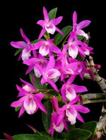 Carica l&#39;immagine nel visualizzatore Galleria, Dendrobium Rainbow Dance
