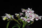 Dendrobium rhodopterygium var. semi-dawn 'ch2'