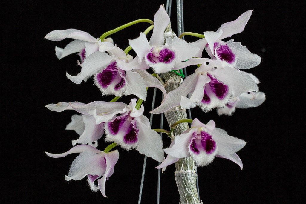 Dendrobium rhodopterygium var. semi-alba 'ch2'