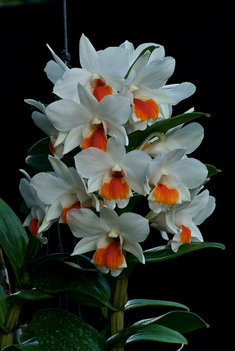 Dendrobium Roongkamol Vejvarut (Den. Dawn Maree x Den. formosum)