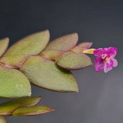 Dendrobium rosellum