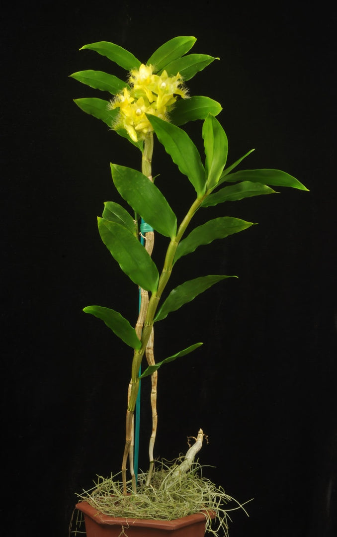 Dendrobium roslii