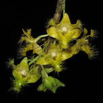 Load image into Gallery viewer, Dendrobium roslii