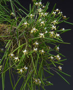 Load image into Gallery viewer, Dendrobium striolatum
