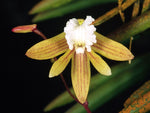 Load image into Gallery viewer, Dendrobium striolatum
