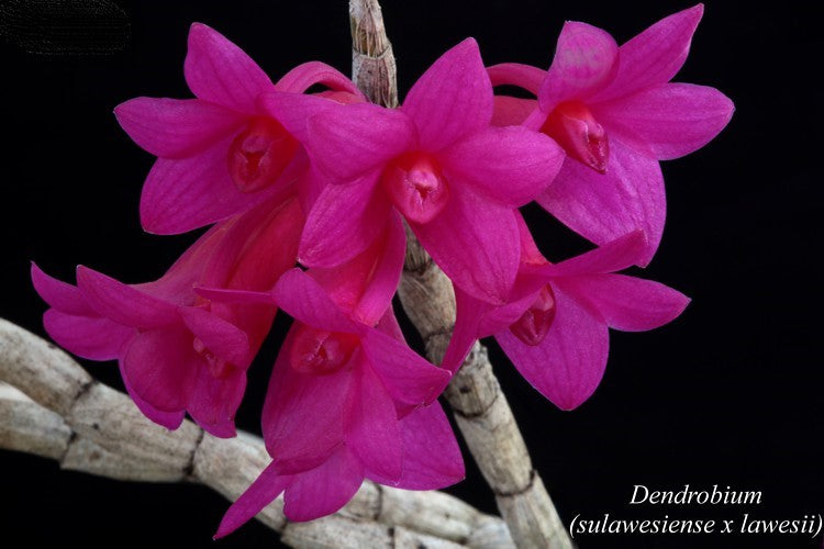 Dendrobium sulawesiense x lawesii