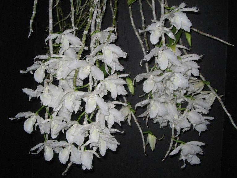Dendrobium superbum var. alba