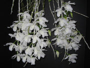 Dendrobium superbum var. alba