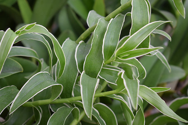 Dendrobium superbum (variegata)