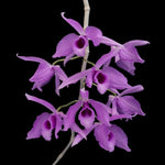 Carica l'immagine nel visualizzatore Galleria, Dendrobium superbum (variegata)