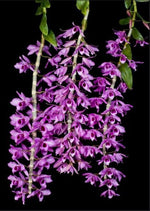 Load image into Gallery viewer, Dendrobium superbum