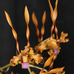 Carica l'immagine nel visualizzatore Galleria, Dendrobium tangerinum