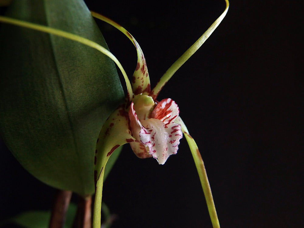 Dendrobium tetragonum var. giganteum