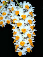 Carica l&#39;immagine nel visualizzatore Galleria, Dendrobium thyrsiflorum
