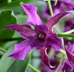 Carica l&#39;immagine nel visualizzatore Galleria, Dendrobium Violet Yamaji ‘Nalo’ (Den. Midnight x Den. spectabile)
