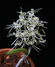 Dendrobium wassellii
