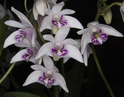 Dendrobium kingianum var. semi alba
