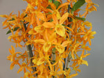 Load image into Gallery viewer, Dendrobium Stardust 'Firebird'