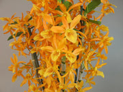 Dendrobium Stardust 'Firebird'