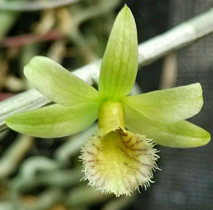 Dendrobium stuartii
