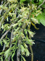 Load image into Gallery viewer, Dendrobium stuartii